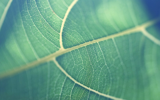 leaf-macro-small